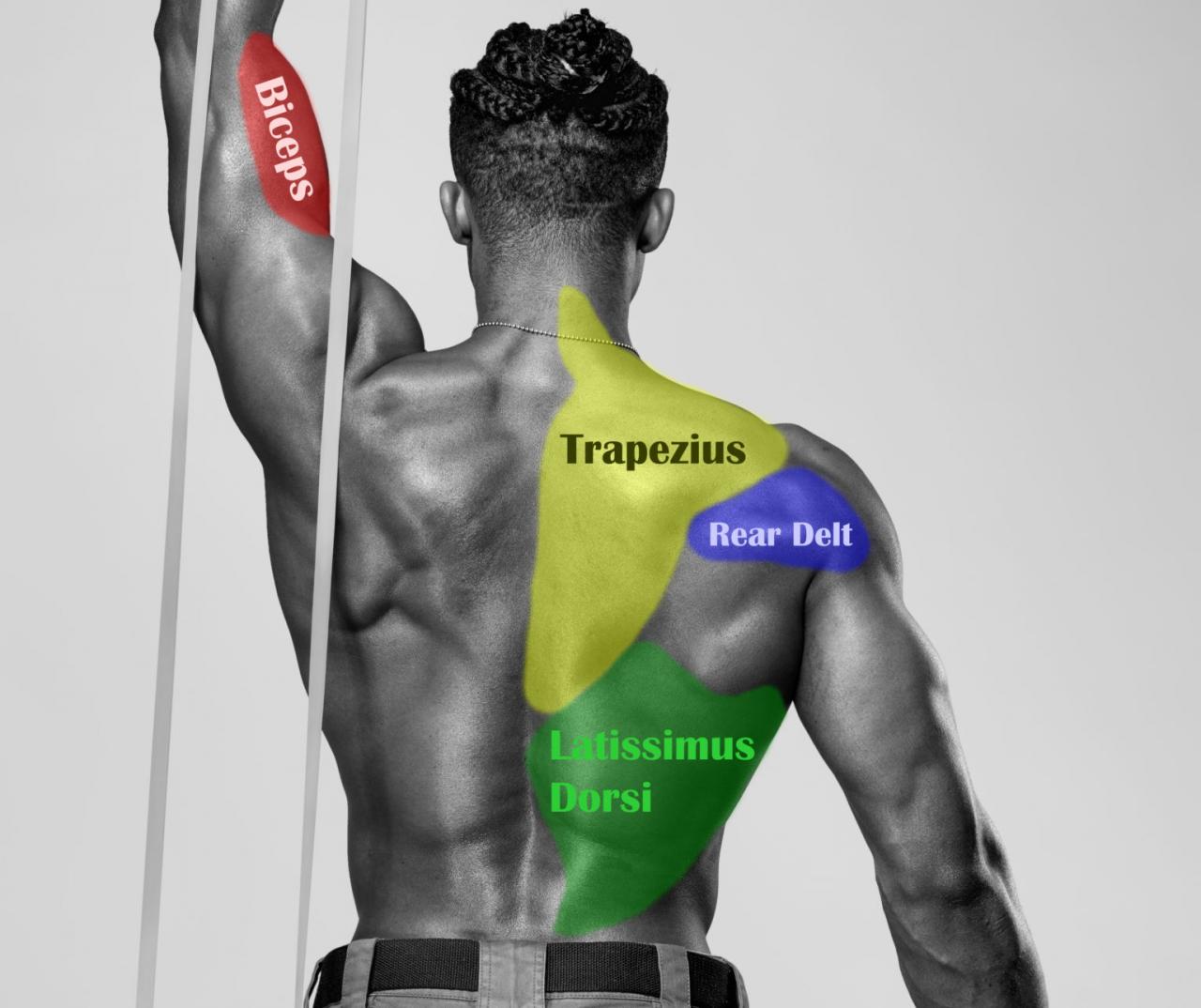 Muscles back body rhomboid major teres trapezius bodybuilding muscle anatomy latissimus rear erector exercises builder deltoid builders workout muscular gym